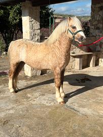 Welsh Pony