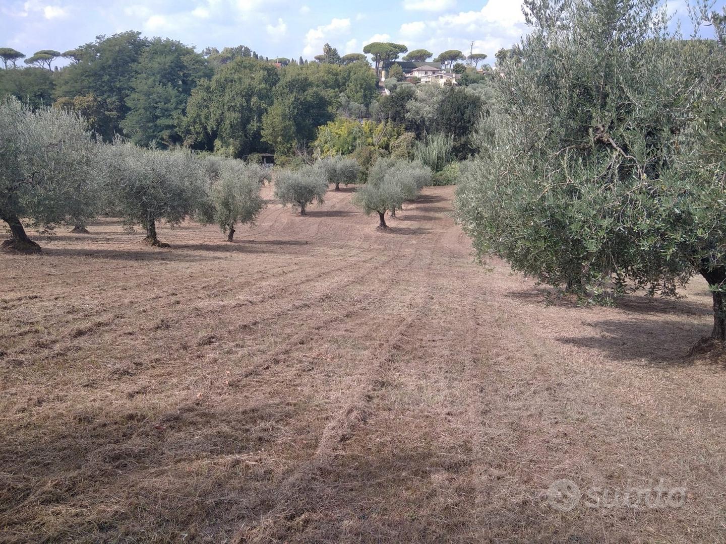 Terreno agricolo edificabile - Ansicht 3