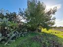 terreno-agricolo-di-13-195-mq
