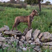 Cuccioli pitbull