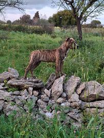 Cuccioli pitbull