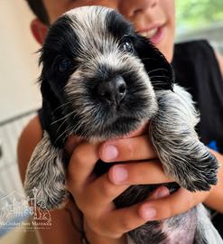 Cuccioli di cocker spaniel inglese