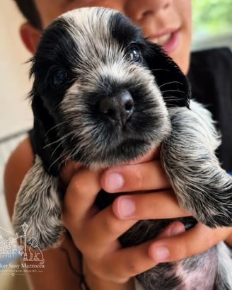 Cuccioli di cocker spaniel inglese