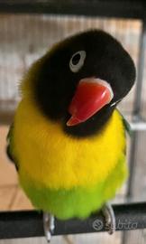 Pappagallo femmina agapornis personatus