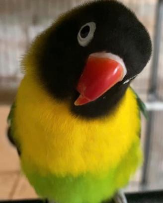 Pappagallo femmina agapornis personatus