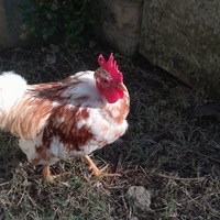 Gallo Collo Nudo
