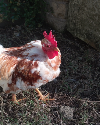 Gallo Collo Nudo nano