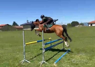 Cavalla KWPN 5 yr