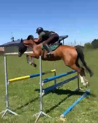 Cavalla KWPN 5 yr