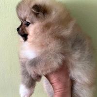 Cucciolo spitz pomerania