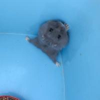 Criceto femmina + gabbia con accessori