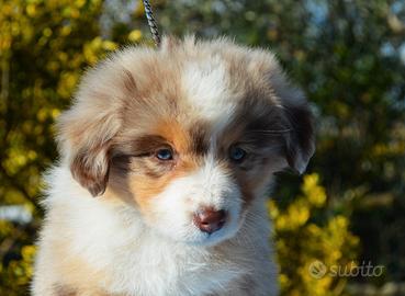 Mini pastore americano