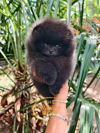 Spitz nano (pomerania) cuccioli black pedigree
