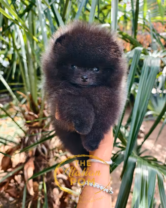 Spitz nano (pomerania) cuccioli black pedigree