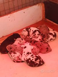 Cuccioli Alano