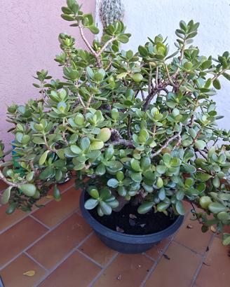 albero di giada 