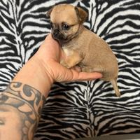 Chihuahua femmina crema dimensioni toy