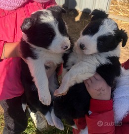 Cuccioli border collie