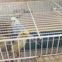 Coppie riproduttrici pappagalli cocorite