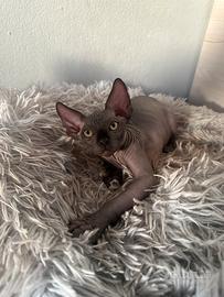 Cuccioli sphynx