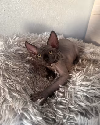 Cuccioli sphynx