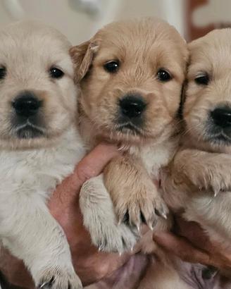 Cuccioli golden retriever