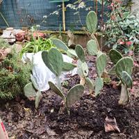 DA GIARDINO PERENNE FICHI D INDIA EURO 8 PIANTA 