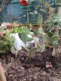 DA GIARDINO PERENNE FICHI D INDIA EURO 8 PIANTA 