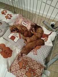 Cuccioli di barboncini toy