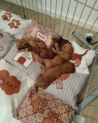 Cuccioli di barboncini toy