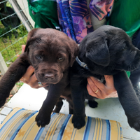 Labrador cucciolo
