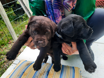 Labrador cucciolo