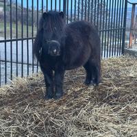 Pony maschio