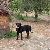 Rottweiler