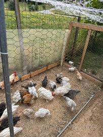 Galline