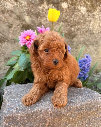 Cuccioli barbone toy
