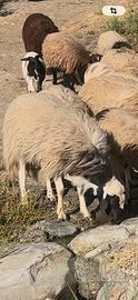 Pecore montone