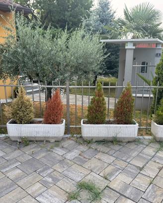 Vasi in cemento