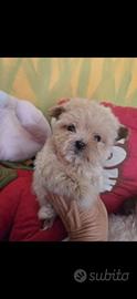 Due piccoli cuccioli maltipoo toy musino corso