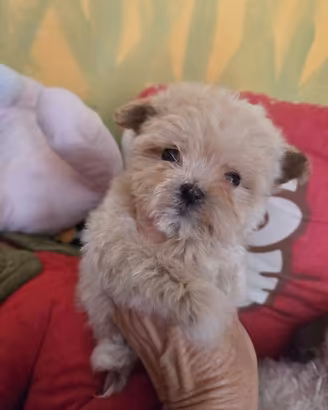Due piccoli cuccioli maltipoo toy musino corto
