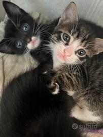 Gattini dolci e vivaci