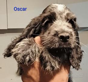 Cockerspanielinglese