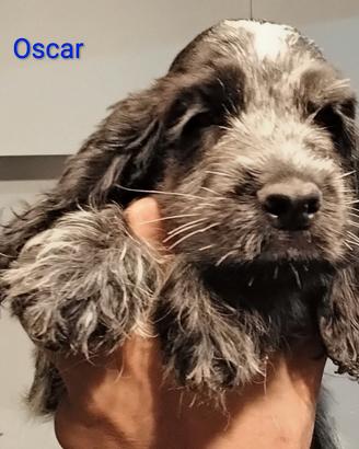 Cockerspanielinglese
