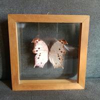 farfalla Mother of pearl Salamis Perhassus rosa