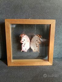 farfalla Mother of pearl Salamis Perhassus rosa