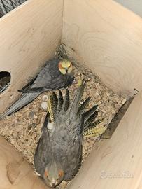 Calopsite da compagnia