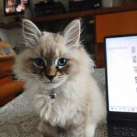 Gattino Siberiano maschio