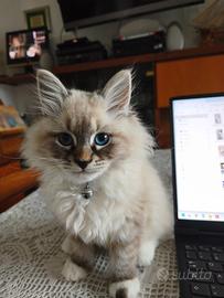 Gattino Siberiano maschio