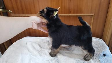 Yorkshire terrier puro