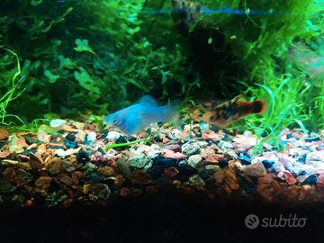 Platy sale e pepe bicolor